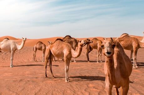 İzmir Çıkışlı Dubai Turlar